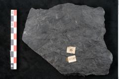 Foto (Detailansicht) von Noeggerathia palmaeformis Goeppert (NHMW-GEO-2024-0188-10742)